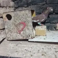 جفت کاکولی