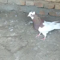 طوقی قرمز