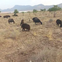 چوپانی