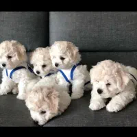 توله سگ پشمالو (پودل کراس) سایز جیبی