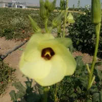جویای کار