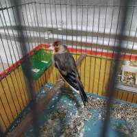 سهره قناری ابلق چونه سفید تازه صاف