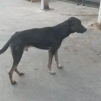 واگذاری سگ به صورت رایگان