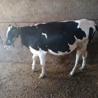 گوساله ماده هلشتاین سمینتال