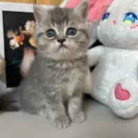 نژادهای اصیل گربه را از ما بخواهید