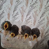 جوجه مینا