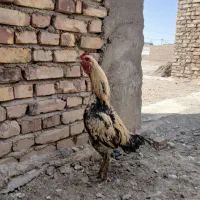 خروس لاری