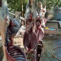 عَرضه وَ فُروش تخصصی گوسفند /تعاونی /خونی