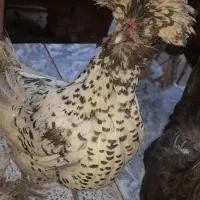 مرغ و خروس لهستانی