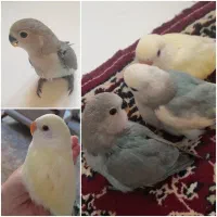 جوجه طوطی برزیلی
