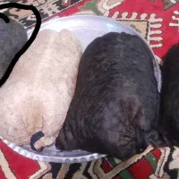خیگ همین  یکی آخری مونده