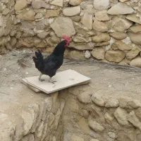 مرغ و خروس محلی