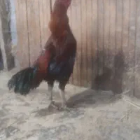 واگذاری خروس لاری افغان