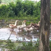 فروش غاز و اردک