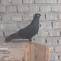 دوجفت زاغ ی نر تکی