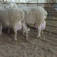فروش گوسفند لاکن و سانان و آلپاین انگلیسی