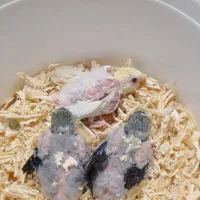 طوطی آوازه خوان سرلاکی