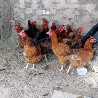 مرغ محلی تخم گذار