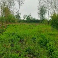 فروش زمین مسکونی ۷۰۰ متری در روشنابسر