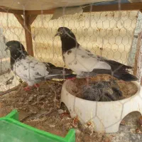 جوجه کبوتر پاکستانی