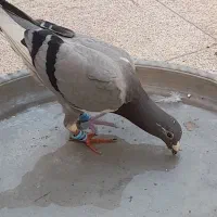 ۷تا جوجه پلاکی