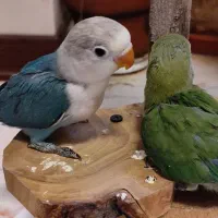 جوجه سرلاکی طوطی برزیلی برزیلی و عروس هلندی دستی