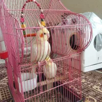 فروش عروس هلندی نروماده ،نژادلوتینو