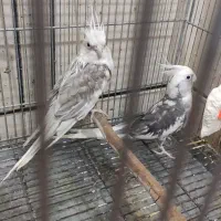 یک جفت نر و ماده عروس پاریس