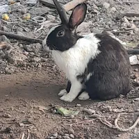 خرگوش