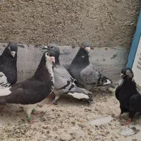 کبوتر پلاکی و شهری