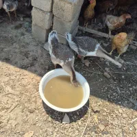 قوغاز ۶ ماهه