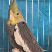 پرنده عروس هلندی