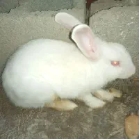 خرگوش