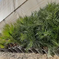 گل های فصلی و درخچه