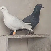 کبوتر