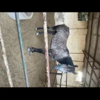 فروش اسب