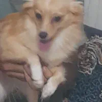 سگ نژاد دار