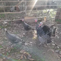 بوقلمون زنده سالم و گوشتی