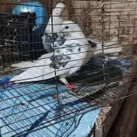 فروش کبوتر