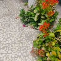 گل های طبیعی