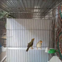 فنج گلدین و ستاره ای