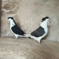کبوتر خوشرنگ کاکلی سیاه پشت