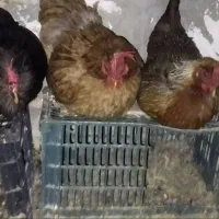 مرغ تخمگذار