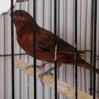 فروش تعداد محدودی قناری رنگی