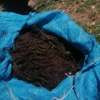پشم گوسفند
