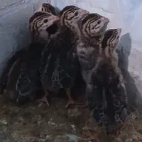 جوجه شاخک