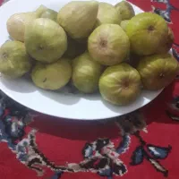 انجیر محلی