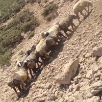 ۱۴ میش ترکی داشتی