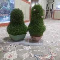 سبزینه برای مراسمات