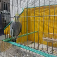 عروس هلندی